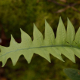 Fotos de plantas samambaias ou fetos