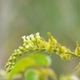 Plantas e arbustos com inflorescência de cor branca