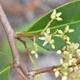 Plantas e arbustos com inflorescência de cor branca