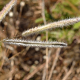 Fotos de plantas herbáceas e gramíneas