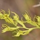 Fotos de orquídeas