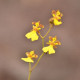 Fotos de orquídeas