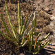 Fotografias de cactáceas e plantas espinosas