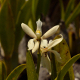 Fotos de orquídeas