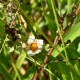 Plantas e arbustos com inflorescência de cor branca