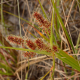 Fotos de plantas herbáceas e gramíneas