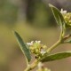 Plantas e arbustos com inflorescência de cor branca