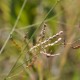 Fotos de plantas herbáceas e gramíneas