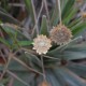 Fotografia de bromélias e plantas parecidas