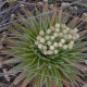 Fotografia de bromélias e plantas parecidas