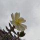 Plantas e arbustos com inflorescência de cor branca