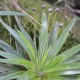 Fotografia de bromélias e plantas parecidas