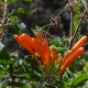 Plantas e arbustos com inflorescência de cor laranja; ?>