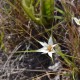 Fotos de plantas herbáceas e gramíneas