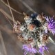 Fotografia de bromélias e plantas parecidas