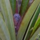 Fotografia de bromélias e plantas parecidas