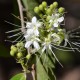 Plantas e arbustos com inflorescência de cor branca