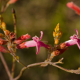 Plantas e arbustos com inflorescência de cor vermelha; ?>