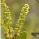 Plantas e arbustos com inflorescência de cor branca