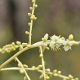 Fotografia de bromélias e plantas parecidas