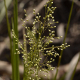 Fotos de plantas herbáceas e gramíneas