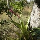 Fotografia de bromélias e plantas parecidas