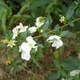 Plantas e arbustos com inflorescência de cor branca