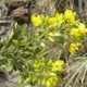 Fotos de plantas com flor amarela ou dourada