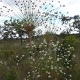 Plantas e arbustos com inflorescência de cor branca