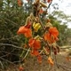 Plantas e arbustos com inflorescência de cor laranja; ?>