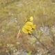 Fotos de plantas com flor amarela ou dourada