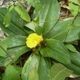 Fotos de plantas com flor amarela ou dourada