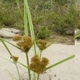 Fotos de plantas herbáceas e gramíneas