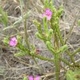 Plantas e arbustos com inflorescência de cor rosa ou roxa; ?>