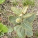 Plantas e arbustos com inflorescência de cor branca