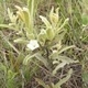 Plantas e arbustos com inflorescência de cor branca