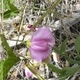 Plantas e arbustos com inflorescência de cor rosa ou roxa; ?>