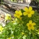 Fotos de plantas com flor amarela ou dourada