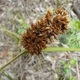 Fotos de plantas herbáceas e gramíneas