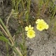 Fotos de plantas com flor amarela ou dourada