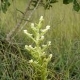 Fotos de orquídeas