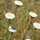 Plantas e arbustos com inflorescência de cor branca