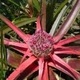 Fotografia de bromélias e plantas parecidas